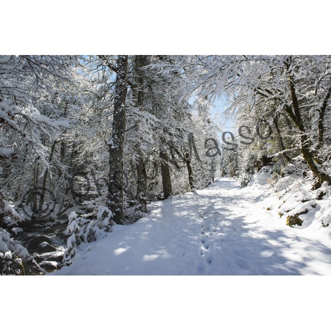 Balade en Forêt en hiver
